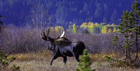 Bull Moose Walking Away