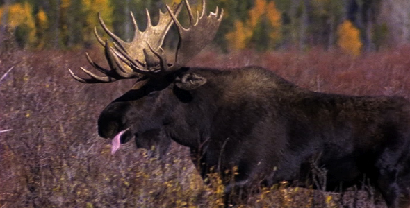 Bull Moose Charges 3
