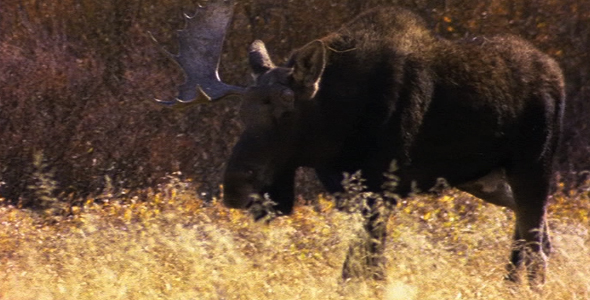 Bull Moose With One Antler