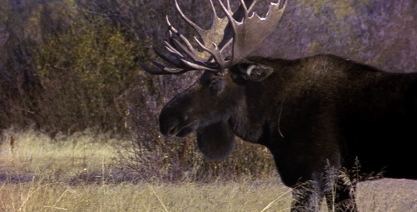 Bull Moose Rut Behavior