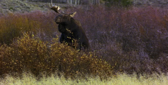Moose Mating Sequence 2