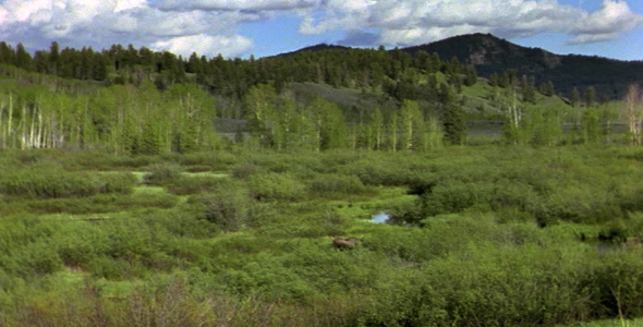 Forest, Moose and Wetlands