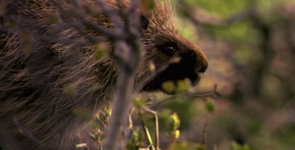 Porcupine Close Up alt