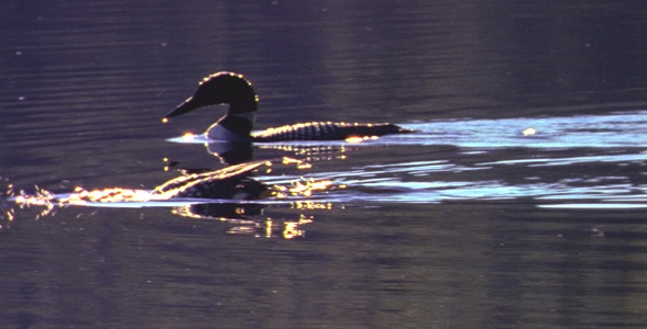 Two Loons Diving