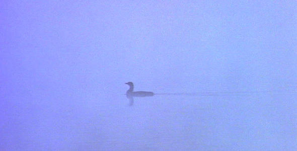 Common Loon in Mist