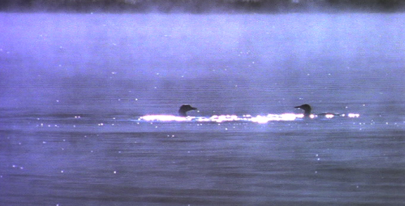 Two Loons Diving 2