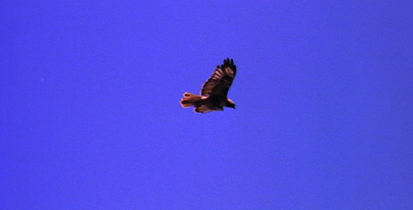 Red Tailed Hawk Soaring