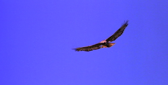 Red Tailed Hawk Soaring 2