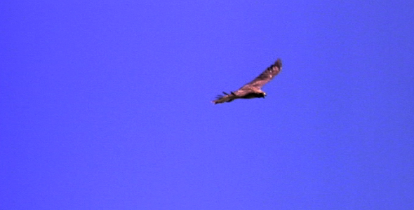 Red Tailed Hawk Soaring 3