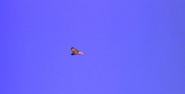 Red Tailed Hawk Soaring 4
