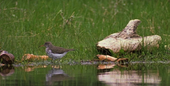 Spotted Sandpiper at Waters Edge
