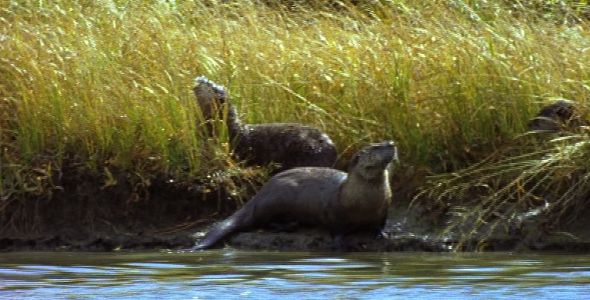 Otters on Riverbank