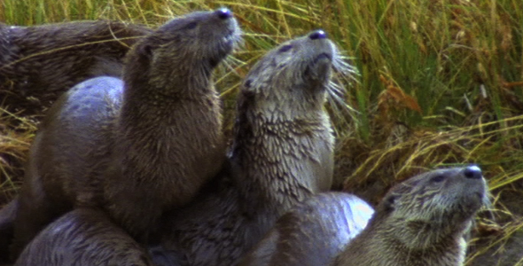 Otters on Riverbank 2