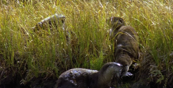 Family of Otters 3