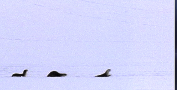 River Otters in Winter