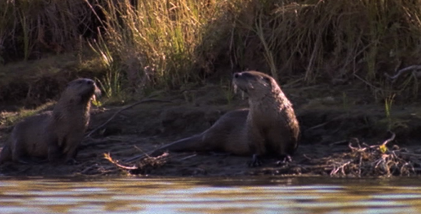 Two Otters on the Bank