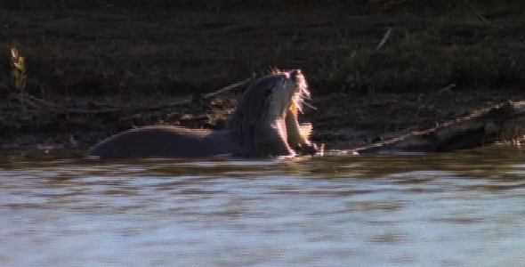 River Otter at Mealtime