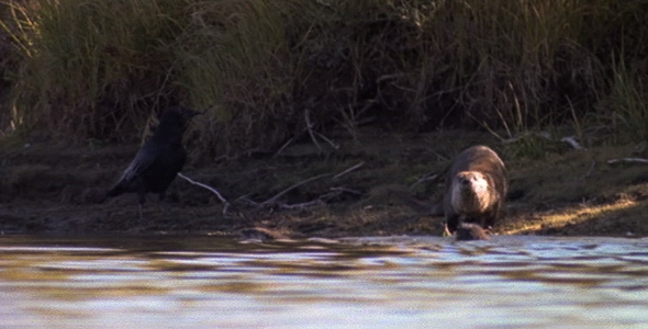 Rook and River Otters