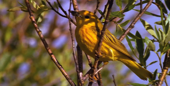 Yellow Warbler With Insect