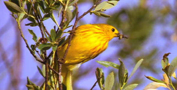 Yellow Warbler With Insect 2