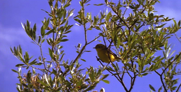Yellow Warbler in Willow Tree