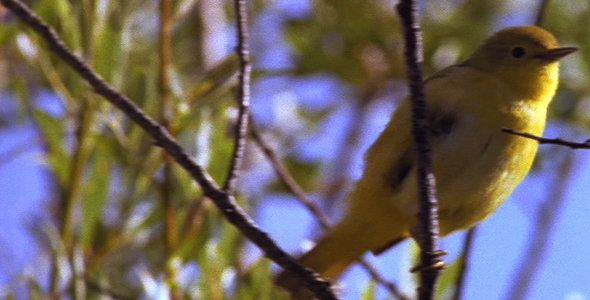 Female Yellow Warbler in Willow