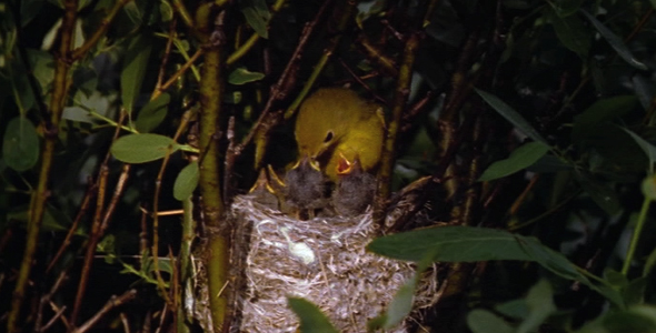 Warbler Feeding Chicks in Nest