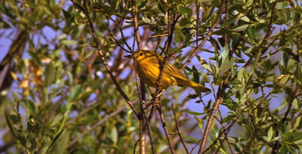 Yellow Warbler With Insect 3