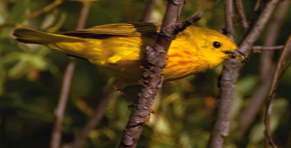 Yellow Warbler With Insect 4