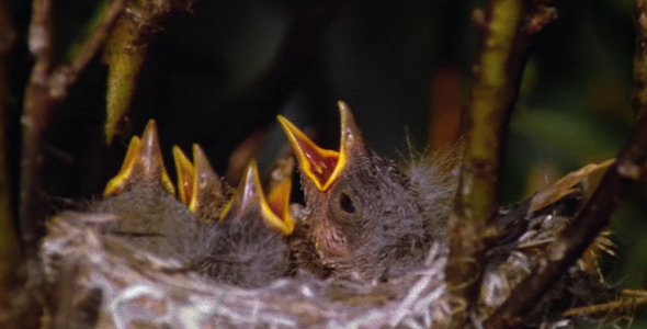 Yellow Warbler Chicks in Nest 2 alt