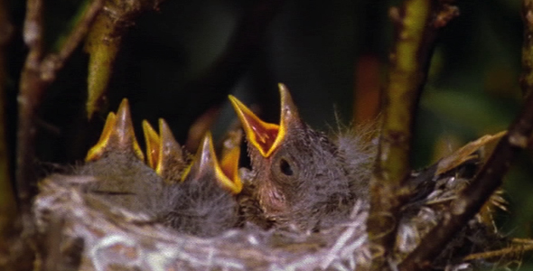 Yellow Warbler Chicks in Nest 2
