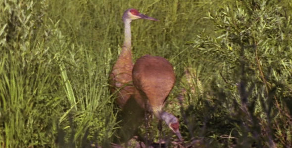 Sandhill Cranes Next to Waterway alt