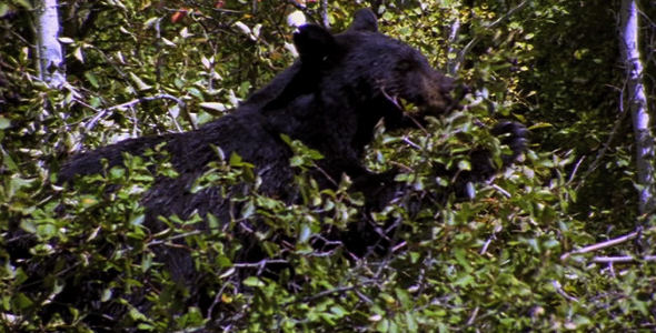 Black Bear in a Tree 2