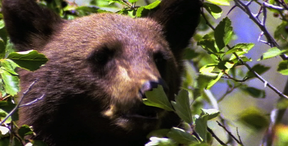 Black Bear Eating Berries 2