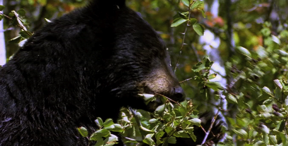Black Bear Eating Berries 4