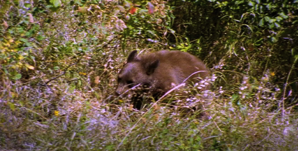 Black Bear in Autumn Grass