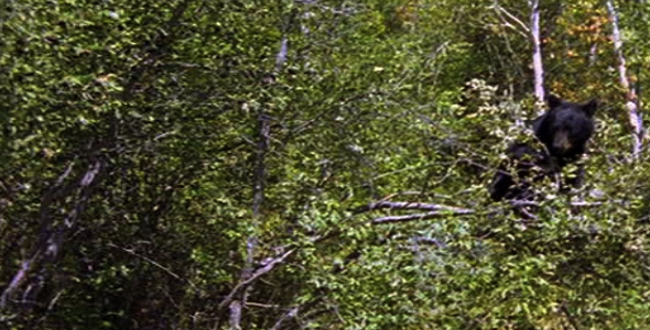 Black Bear Eating Berries in a Tree alt