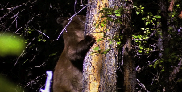 Bear Climbing Down Tree