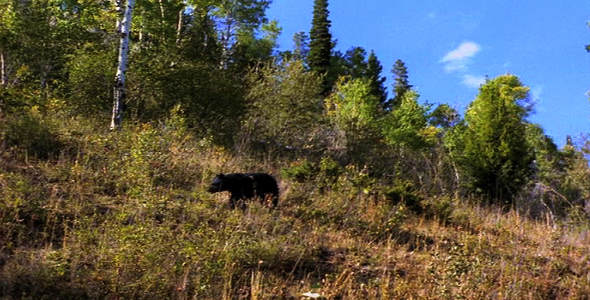 Black Bear Walking 2