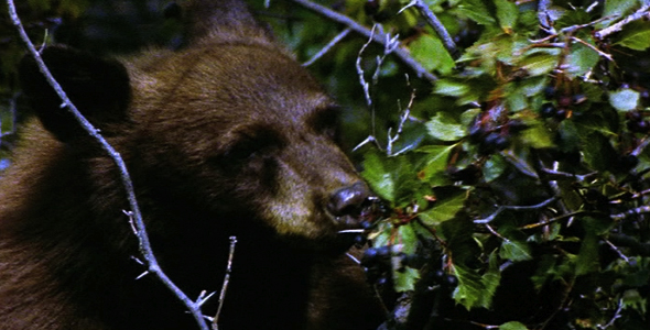 Bear Cub Forages for Berries