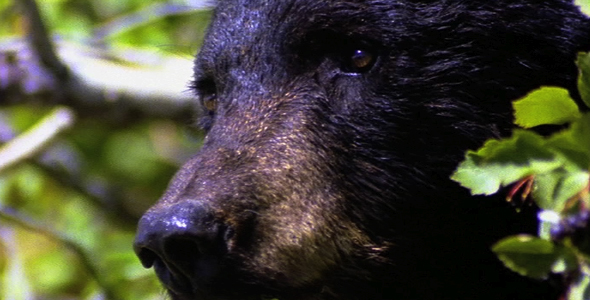 Profile of Adult Black Bear