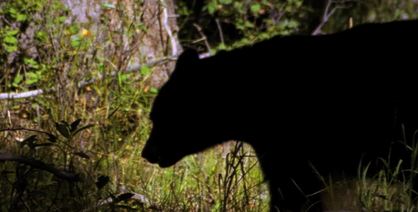 Profile of Adult Black Bear 2