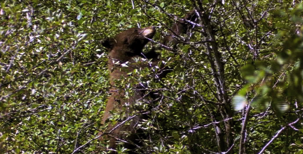 Bear Cub in Tree 3