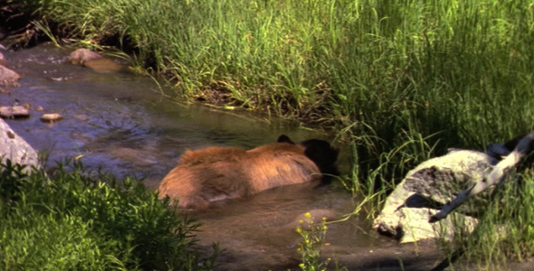 Black Bear Cooling off in Stream