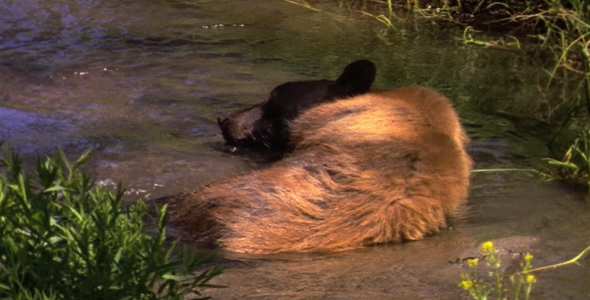Black Bear Cooling off in Stream 2