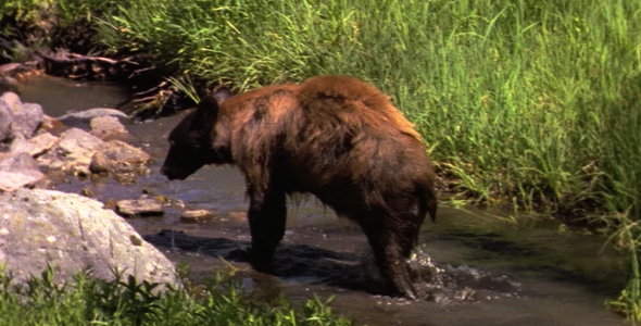 Black Bear Leaving Stream