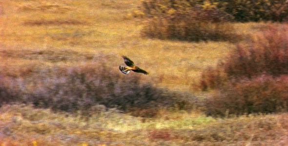Hawk Flying Over Meadow