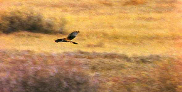 Hawk Hunting for Food