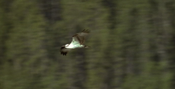 Osprey Flying Over Pond