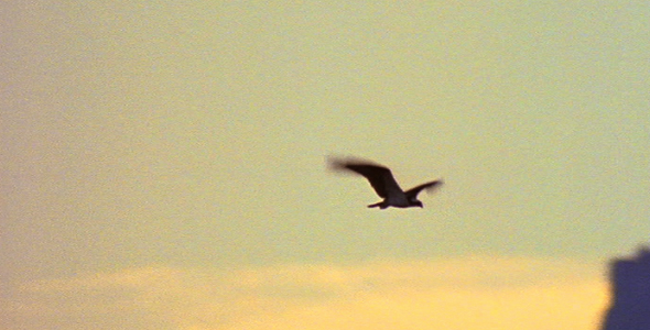 Osprey in Evening Colors